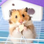 hamster-154645-768x432-1