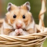 hamster-rasseportrait