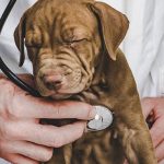 veterinario-cachorro-min-1